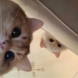 Meet your Posher, Mingwei